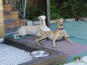 Peggy Bells Country Park - Hunde relaxen